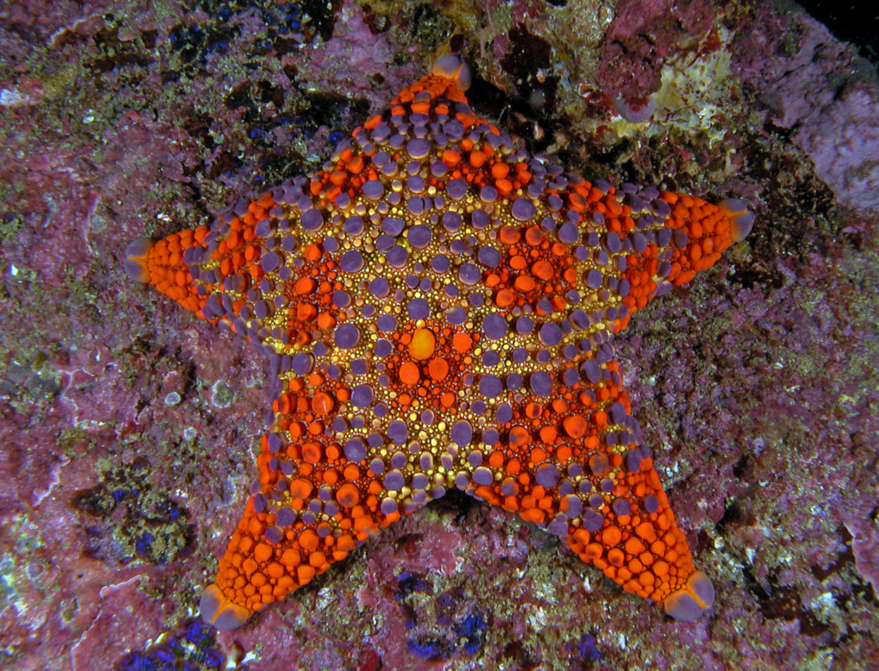 Asterodiscides truncatus